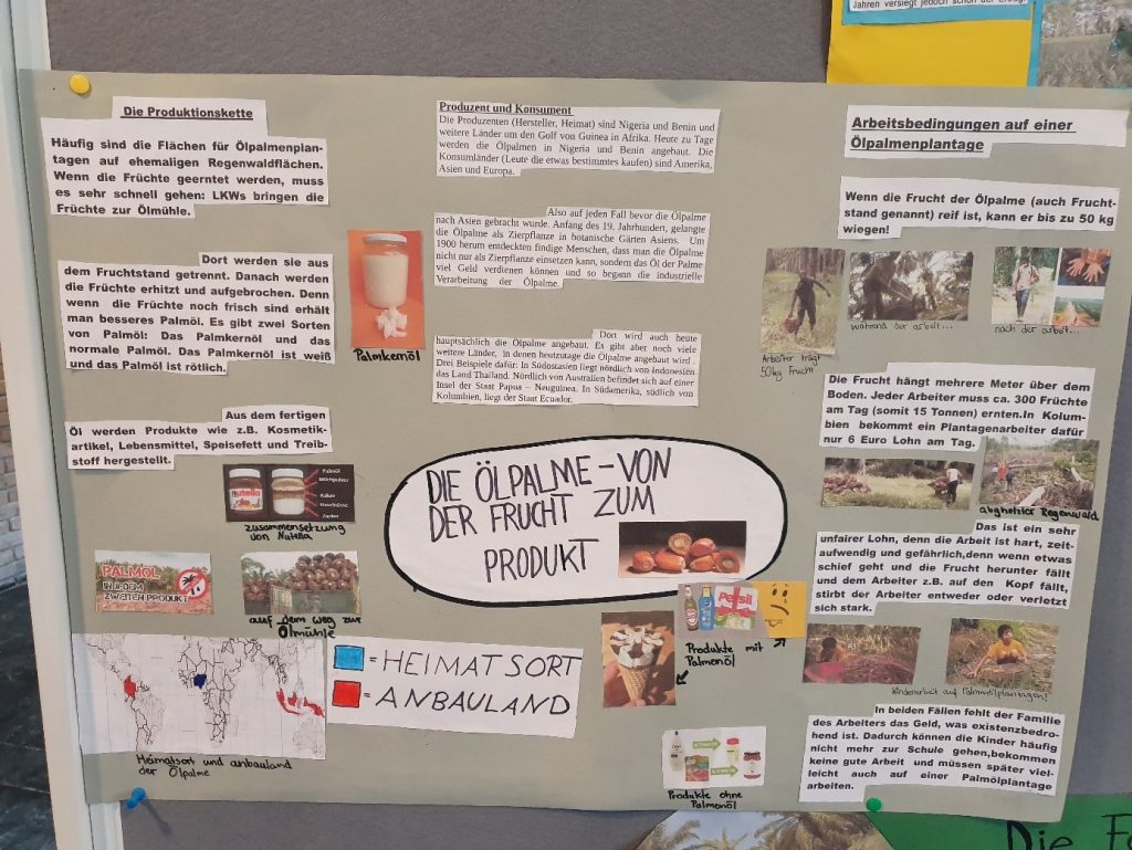 Textfeld: Die Ölpalme und ihre Frucht.